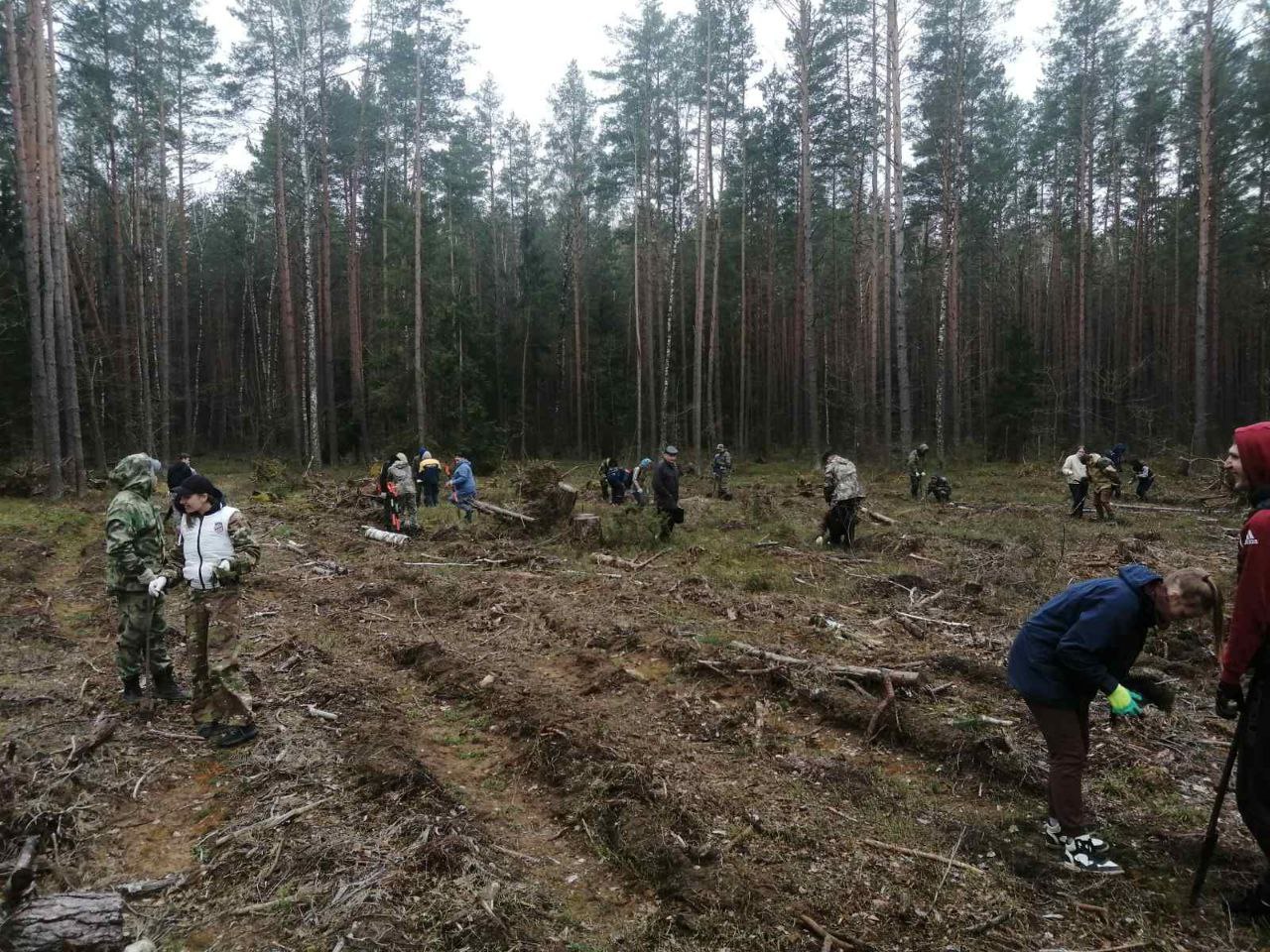 В Негорельском учебно-опытном лесхозе проходит Неделя леса